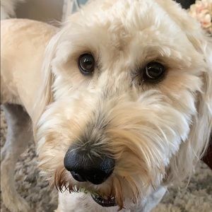 Meet your Posher, Ross